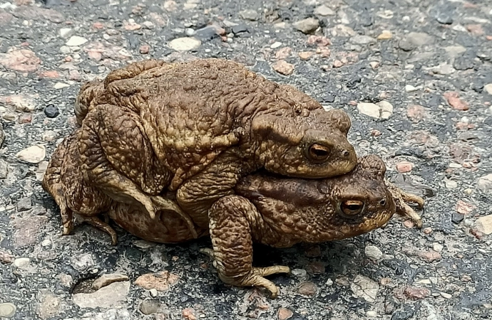 {Leśnicy apelują, by zwracać uwagę na godowe wędrówki płazów.}